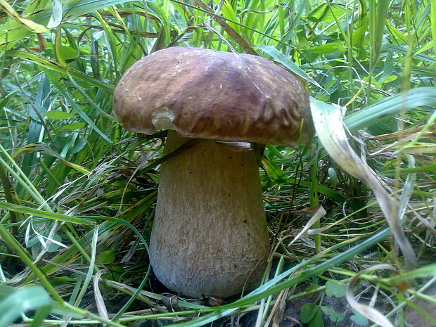 hríb dubový Boletus reticulatus Schaeff.