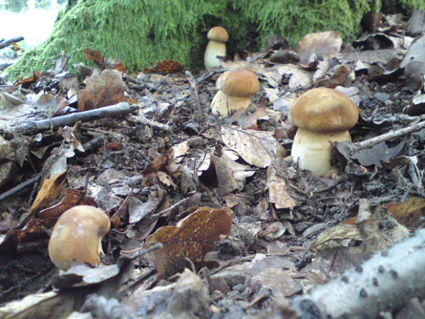 hríb dubový Boletus reticulatus Schaeff.