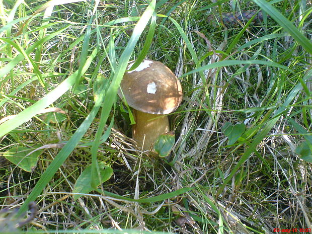 hríb dubový Boletus reticulatus Schaeff.