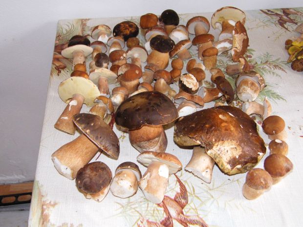 hríb dubový Boletus reticulatus Schaeff.