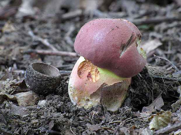 hríb nádherný Butyriboletus fuscoroseus (Smotl.) Vizzini & Gelardi