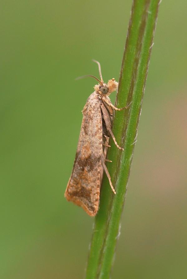 obaľovač púpavový Celypha striana