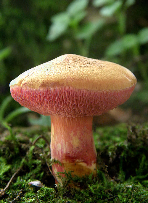 rubínovec obyčajný Chalciporus rubinus (W.G. Sm.) Singer