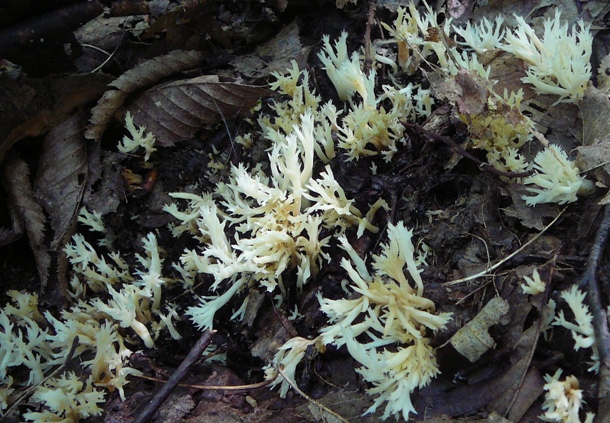 konárovka hrebenitá Clavulina coralloides (L.) J. Schröt.