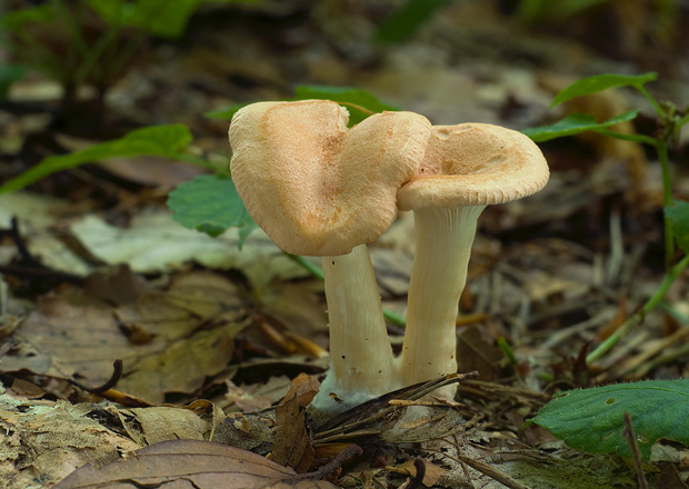 strmuľka Clitocybe sp.