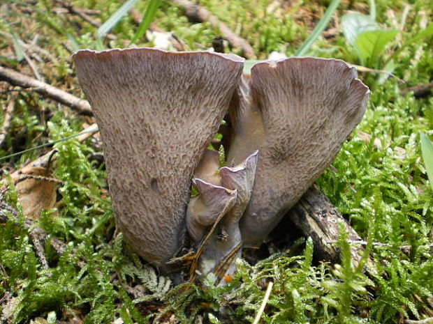 lievikovec kyjakovitý Gomphus clavatus (Pers.) Gray