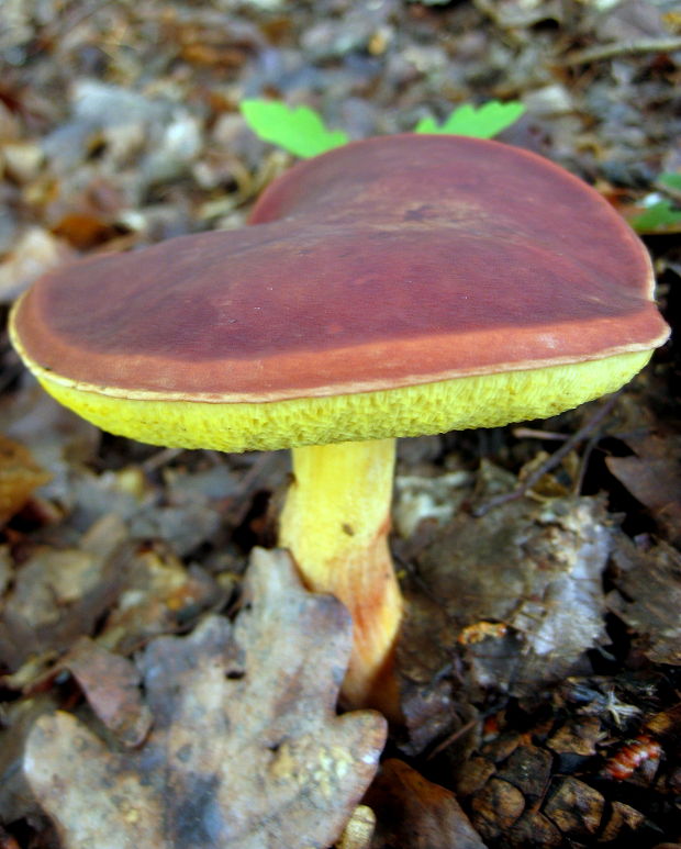 suchohríb karmínový Hortiboletus rubellus (Krombh.) Simonini, Vizzini & Gelardi