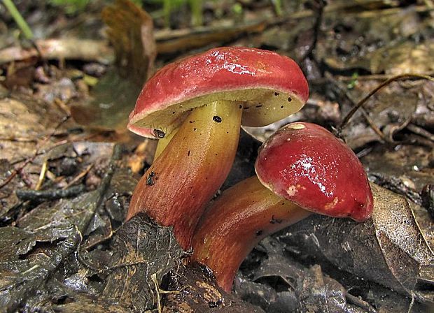 Suchohríb karmínový  Hortiboletus rubellus (Krombh.) Simonini, Vizzini & Gelardi