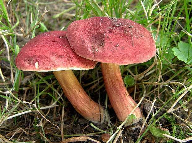 suchohríb karmínový Hortiboletus rubellus (Krombh.) Simonini, Vizzini & Gelardi