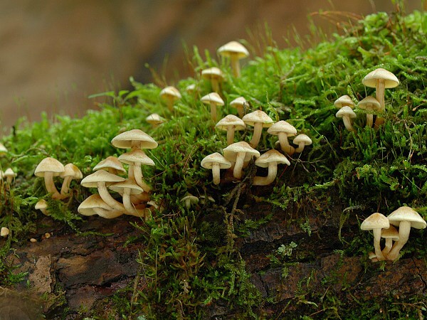 strapcovka drobná Hypholoma subviride (Berk. & M.A. Curtis) Dennis