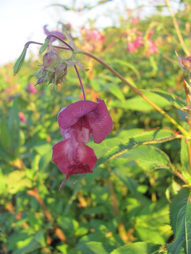 netýkavka žliazkatá Impatiens glandulifera Royle