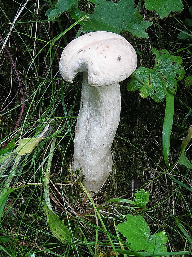 kozák osikový Leccinum albostipitatum den Bakker & Noordel.