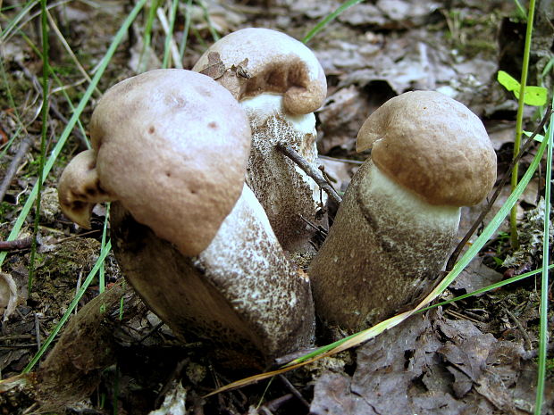 kozák topoľový f.robustná Leccinum duriusculum f. robustum  Lannoy & Estadès