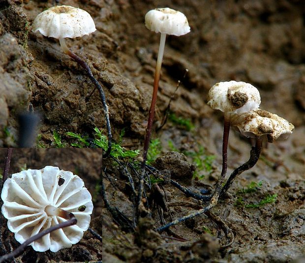 tanečnica golieriková Marasmius rotula (Scop.) Fr.