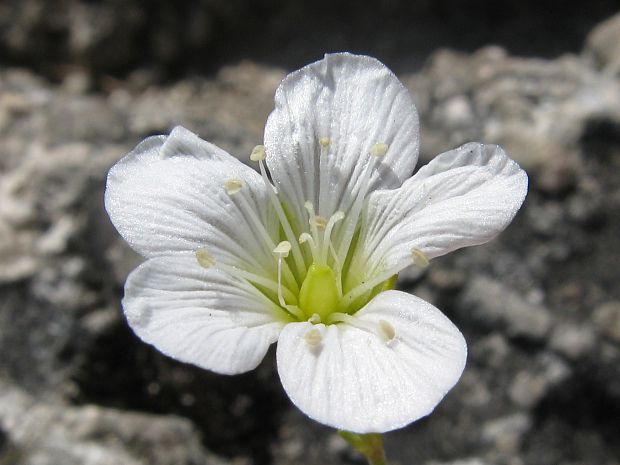 kurička vápencová Minuartia langii (G. Reuss) Holub