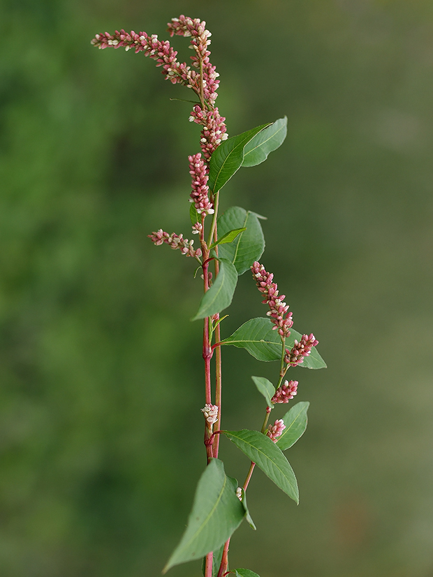 horčiak štiavolistý Persicaria lapathifolia (L.) Gray