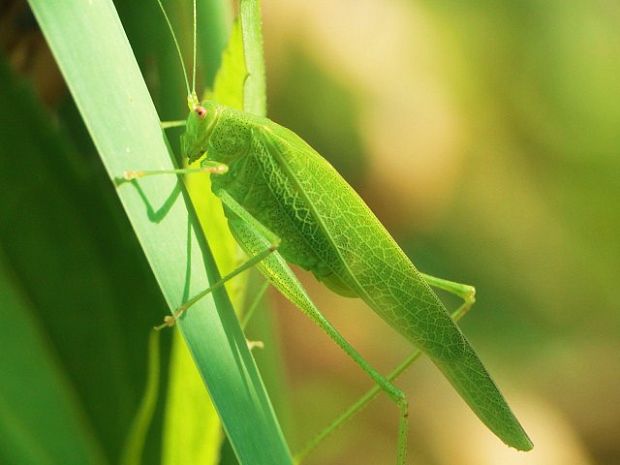 kobylka krovinová Phaneroptera falcata