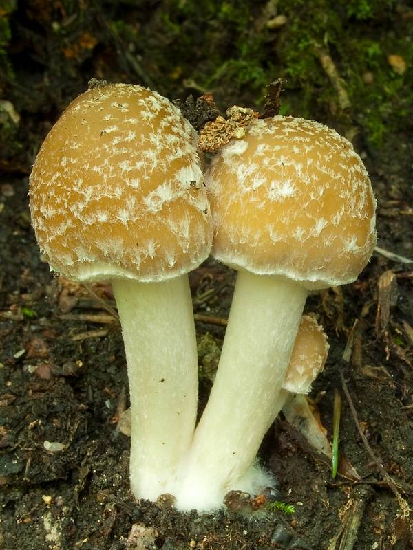 drobuľka Psathyrella sp.