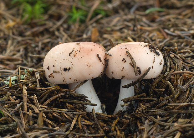 plávka Russula sp.