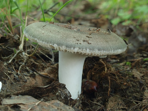 plávka Russula sp.