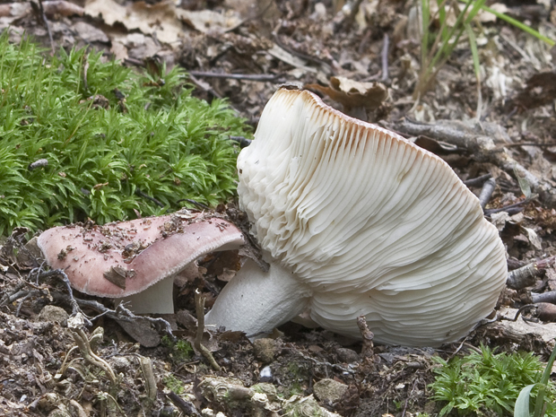 plávka Russula sp.