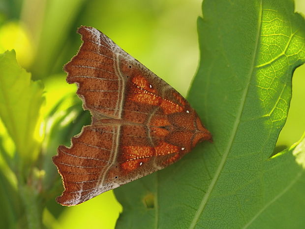 mora pivničná Scoliopteryx libatrix