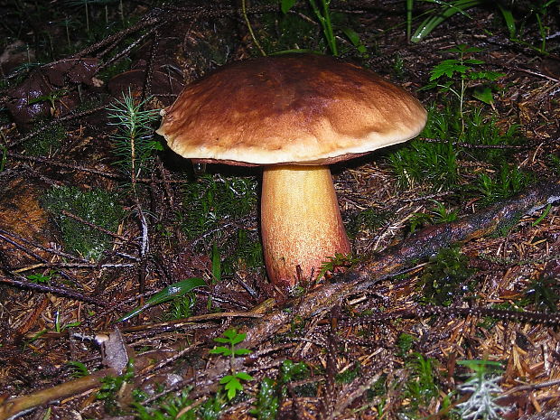 hríb zrnitohlúbikový Sutorius luridiformis (Rostk.) G. Wu & Zhu L. Yang