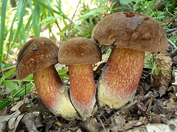 hríb zrnitohlúbikový Sutorius luridiformis (Rostk.) G. Wu & Zhu L. Yang