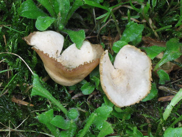 tarzeta zúbkatá Tarzetta cupularis (L.) Svrček