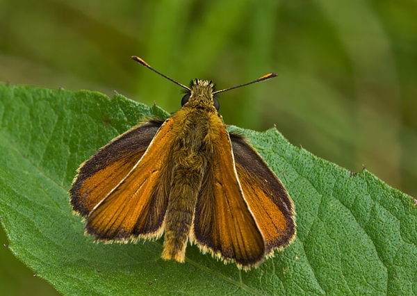 súmračník metlicový Thymelicus sylvestris