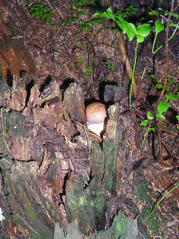 podhríb žlčový Tylopilus felleus (Bull.) P. Karst.