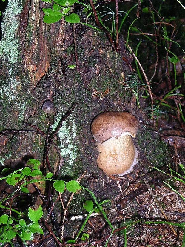 podhríb žlčový Tylopilus felleus (Bull.) P. Karst.