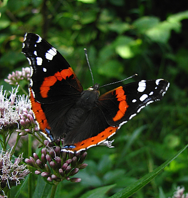 babôčka admirálska Vanessa atalanta