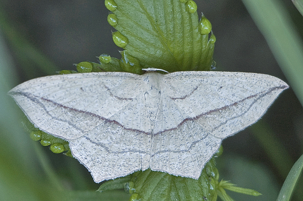 piadica štiavcová (Timandra comae )