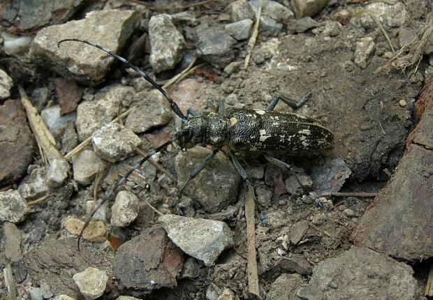 vrzúnik pralesový        Monochamus sartor