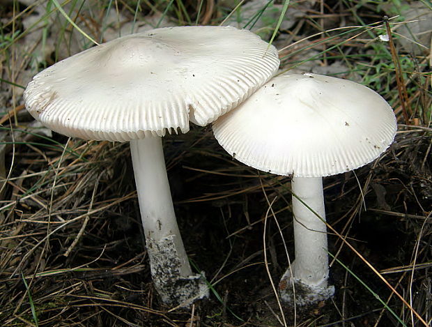 muchotrávka striebristá Amanita mairei Foley