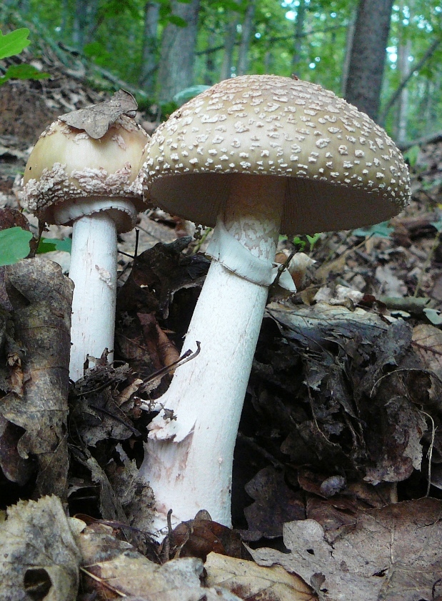 muchotrávka červenkastá Amanita rubescens Pers.