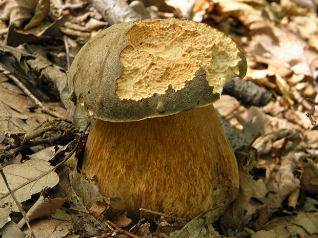 hríb bronzový Boletus aereus Bull. ex Fr.