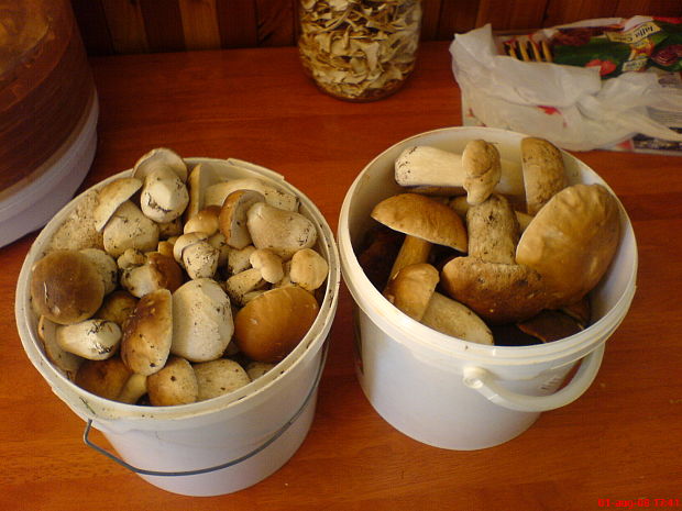 hríb smrekový Boletus edulis Bull.