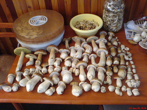 hríb smrekový Boletus edulis Bull.