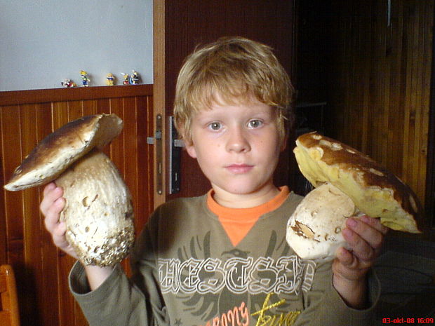 hríb smrekový Boletus edulis Bull.