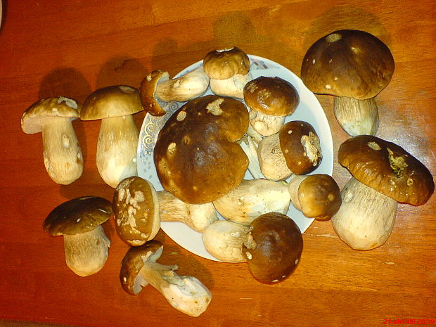 hríb smrekový Boletus edulis Bull.