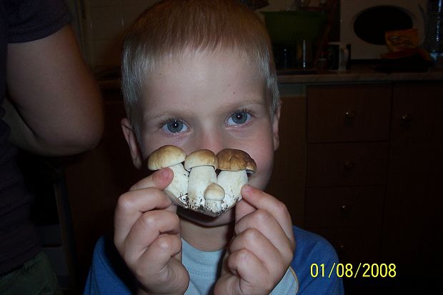 hríb smrekový Boletus edulis Bull.