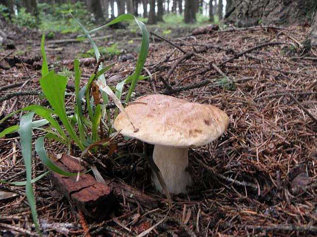 hríb smrekový Boletus edulis Bull.