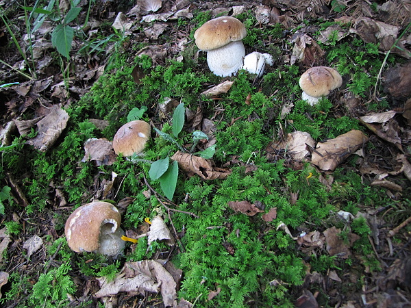 hríb smrekový Boletus edulis Bull.