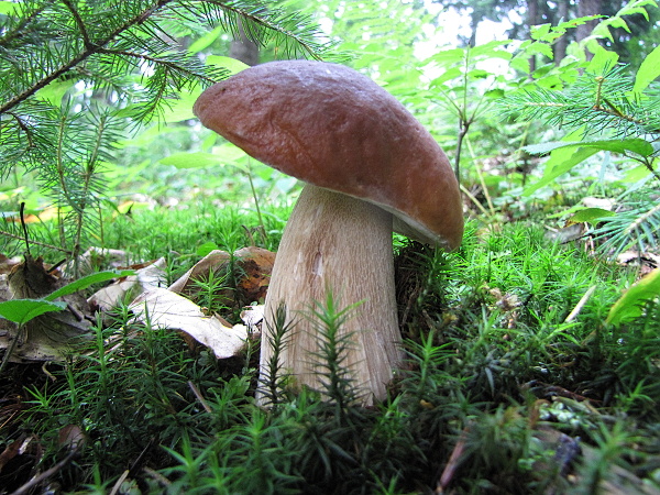 hríb smrekový Boletus edulis Bull.