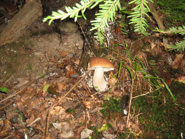 hríb smrekový Boletus edulis Bull.