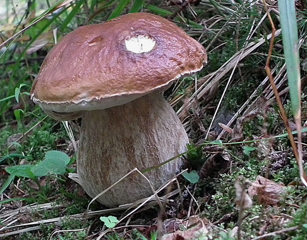 hríb smrekový Boletus edulis Bull.