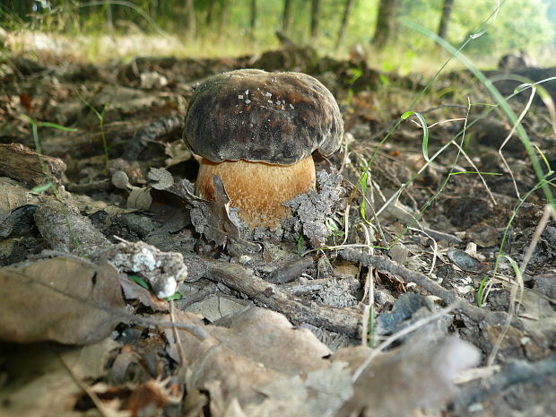 hríb dubový? Boletus reticulatus? Schaeff. ex Boud.