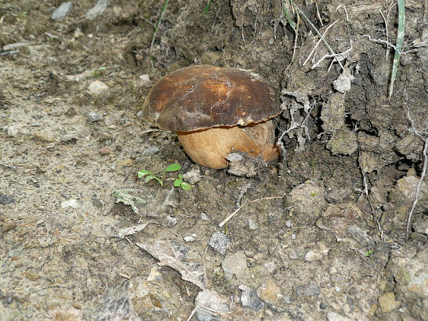 hríb dubový? Boletus reticulatus? Schaeff. ex Boud.